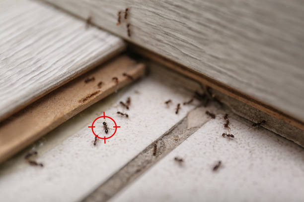Best Mosquito Control Services  in Wauseon, OH