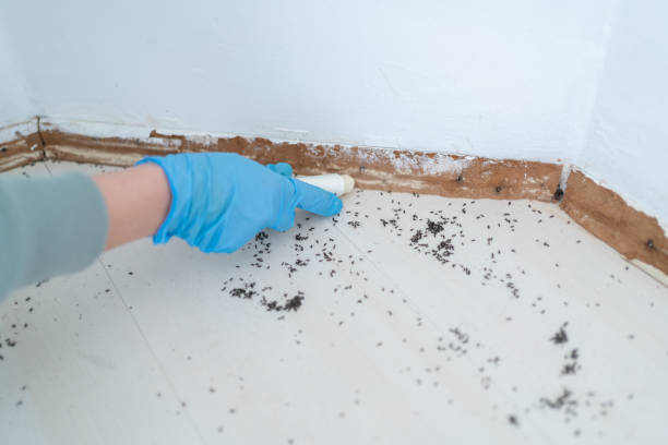 Best Affordable Pest Control Services  in Wauseon, OH