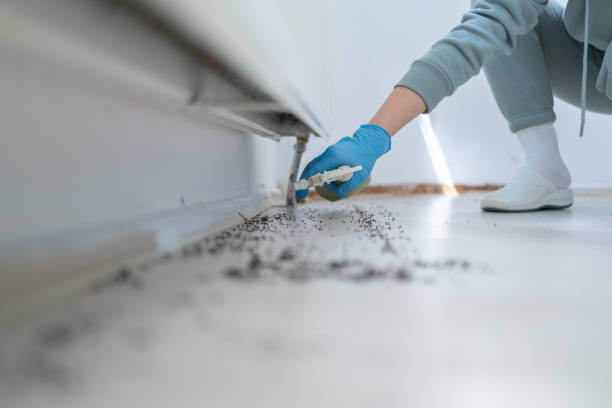 Best Flea Control Services  in Wauseon, OH